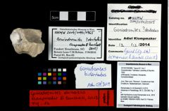 Foto (Objekt + Etikett) von Goniodromites ? dentatus (Lorenthey & Beurlen, 1929)  (NHMW-GEO-2014-0194-0965)